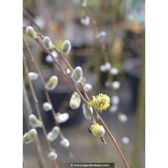 SALIX caprea