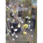 SALIX caprea SALIX caprea