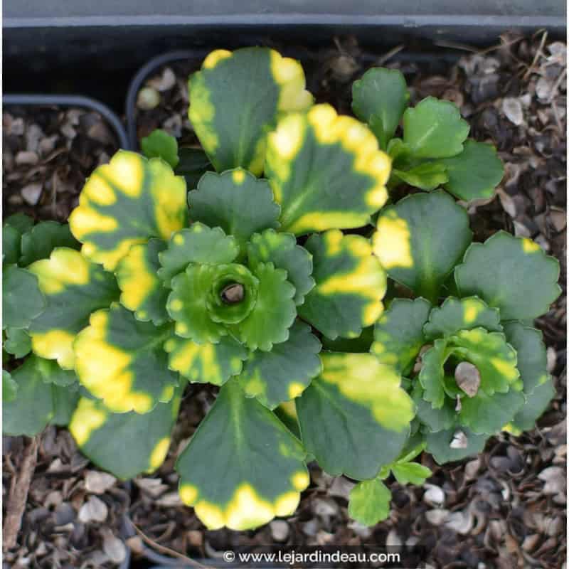 SAXIFRAGA x urbium 'Aureopunctata' SAXIFRAGA x urbium 'Aureopunctata'