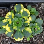 SAXIFRAGA x urbium 'Aureopunctata' SAXIFRAGA x urbium 'Aureopunctata'