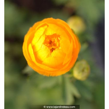 TROLLIUS x cultorum \'Etna\' - Trolle