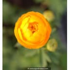 TROLLIUS x cultorum 'Etna' TROLLIUS x cultorum 'Etna'