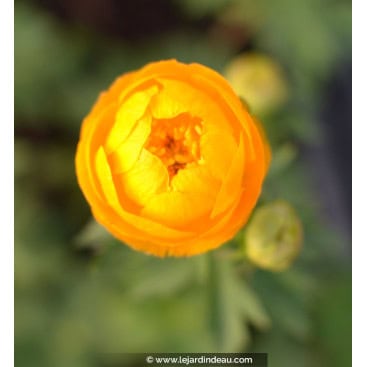 TROLLIUS x cultorum \'Etna\' - Trolle