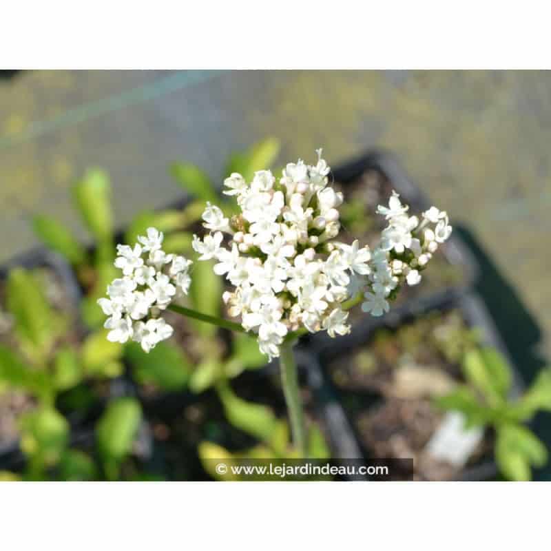 VALERIANA phu 'Aurea' VALERIANA phu 'Aurea'