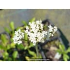 VALERIANA phu 'Aurea' VALERIANA phu 'Aurea'