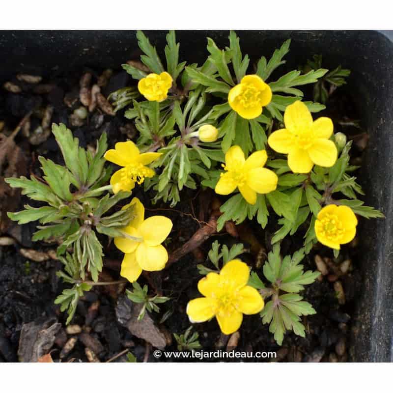 ANEMONE ranunculoides ANEMONE ranunculoides