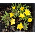 ANEMONE ranunculoides ANEMONE ranunculoides