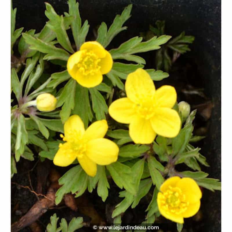 ANEMONE ranunculoides ANEMONE ranunculoides