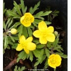 ANEMONE ranunculoides ANEMONE ranunculoides