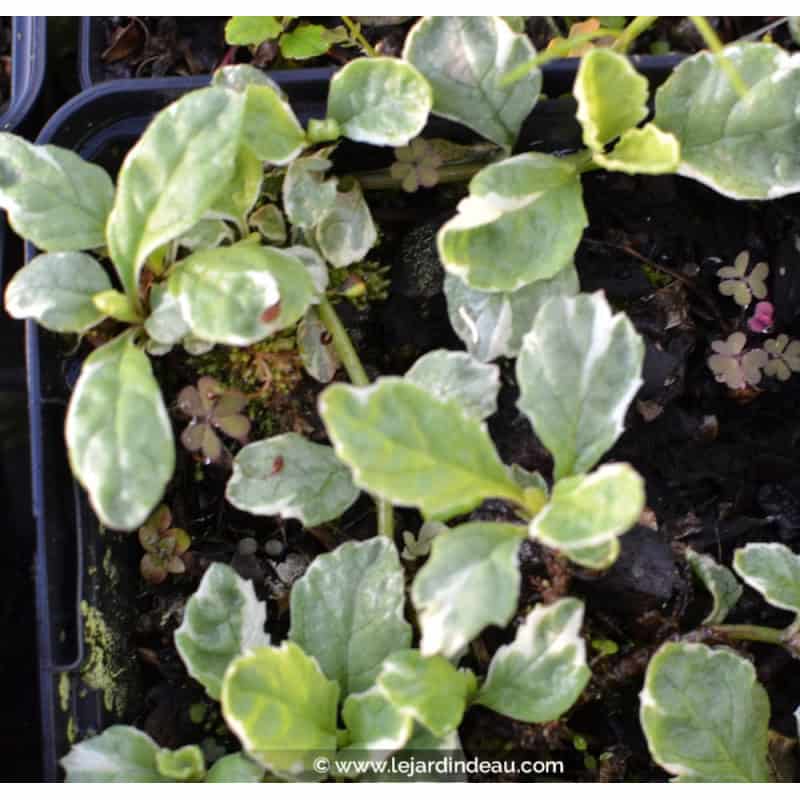AJUGA reptans 'Arctic Fox' AJUGA reptans 'Arctic Fox'