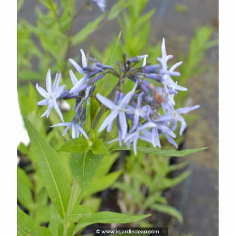 AMSONIA tabernaemontana AMSONIA tabernaemontana