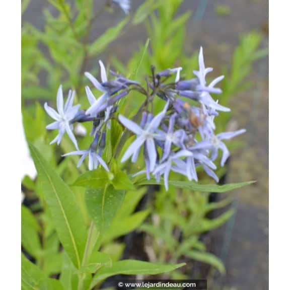 AMSONIA tabernaemontana