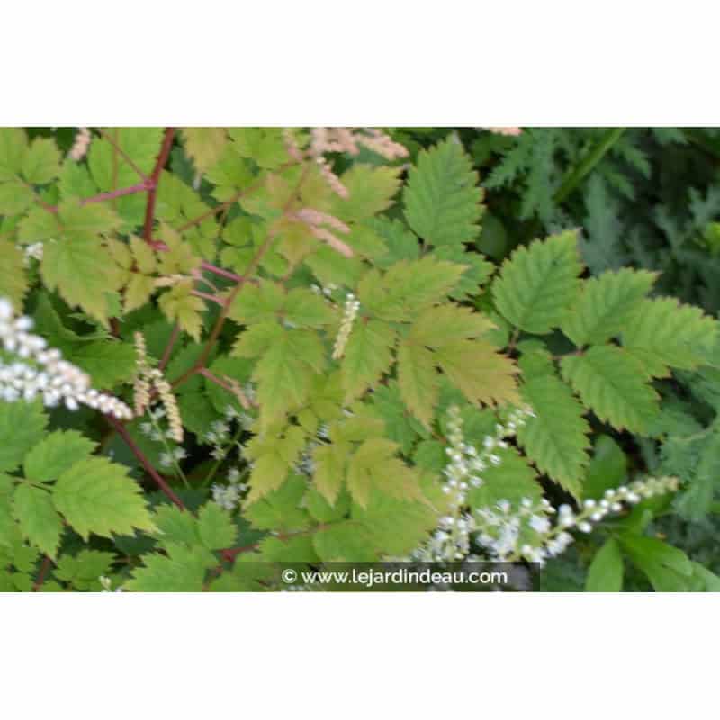 ARUNCUS dioicus 'Misty Lace' ARUNCUS dioicus 'Misty Lace'