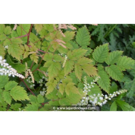 ARUNCUS dioicus 'Misty Lace'