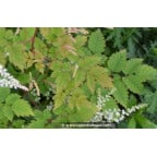 ARUNCUS dioicus 'Misty Lace' ARUNCUS dioicus 'Misty Lace'
