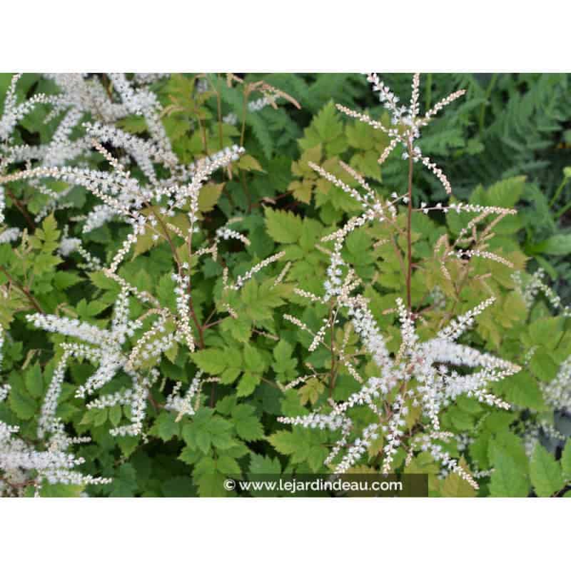 ARUNCUS dioicus 'Misty Lace' ARUNCUS dioicus 'Misty Lace'