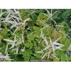 ARUNCUS dioicus 'Misty Lace' ARUNCUS dioicus 'Misty Lace'