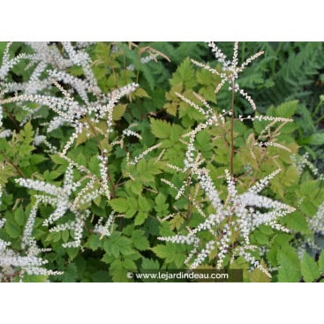 ARUNCUS dioicus \'Misty Lace\' - Barbe de bouc \'Misty Lace\'