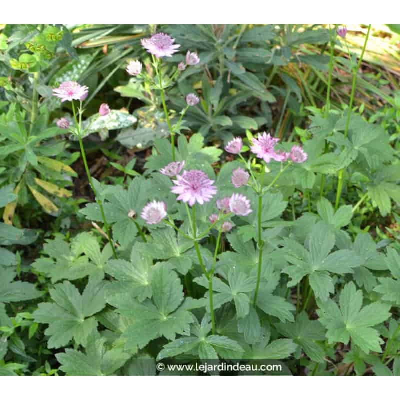 ASTRANTIA 'Roma' ASTRANTIA 'Roma'