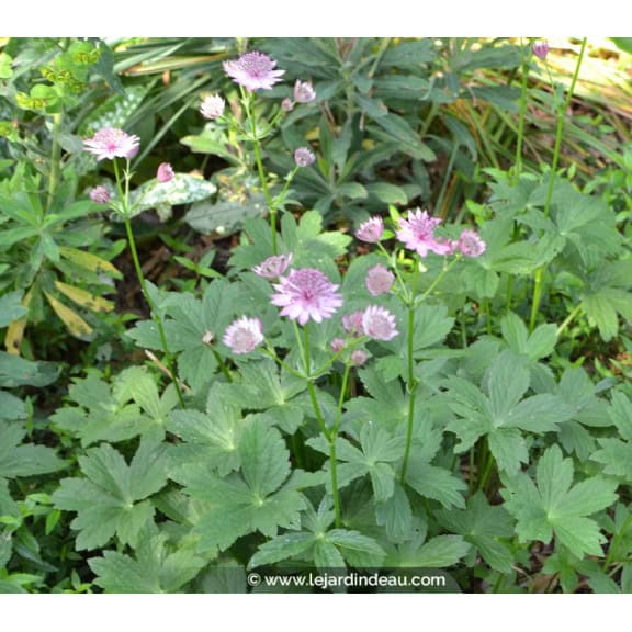 ASTRANTIA 'Roma'
