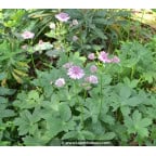 ASTRANTIA 'Roma' ASTRANTIA 'Roma'