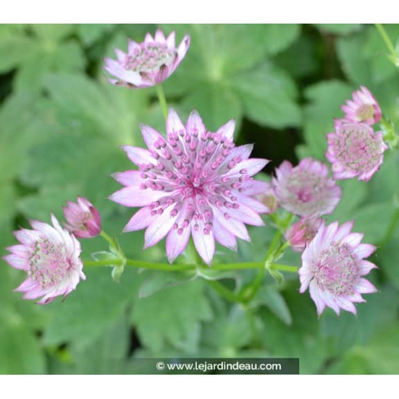ASTRANTIA 'Roma'