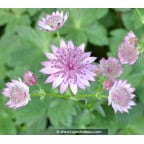 ASTRANTIA 'Roma' ASTRANTIA 'Roma'