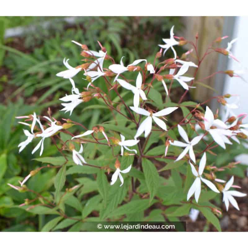 GILLENIA trifoliata GILLENIA trifoliata