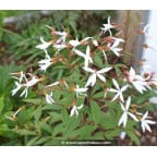 GILLENIA trifoliata GILLENIA trifoliata
