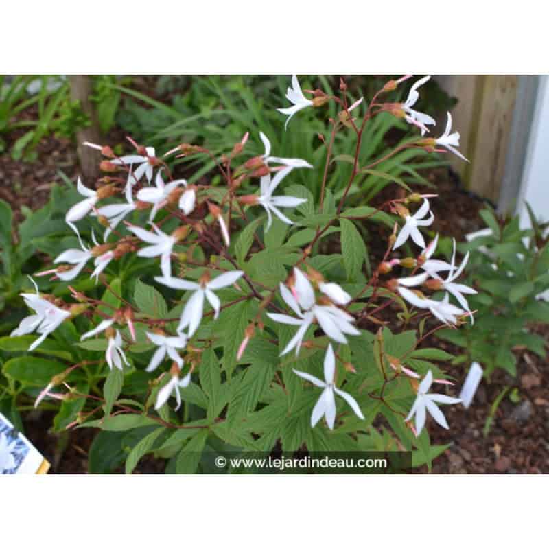 GILLENIA trifoliata GILLENIA trifoliata