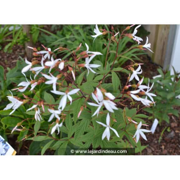 GILLENIA trifoliata