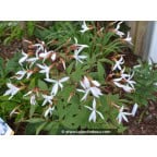GILLENIA trifoliata GILLENIA trifoliata