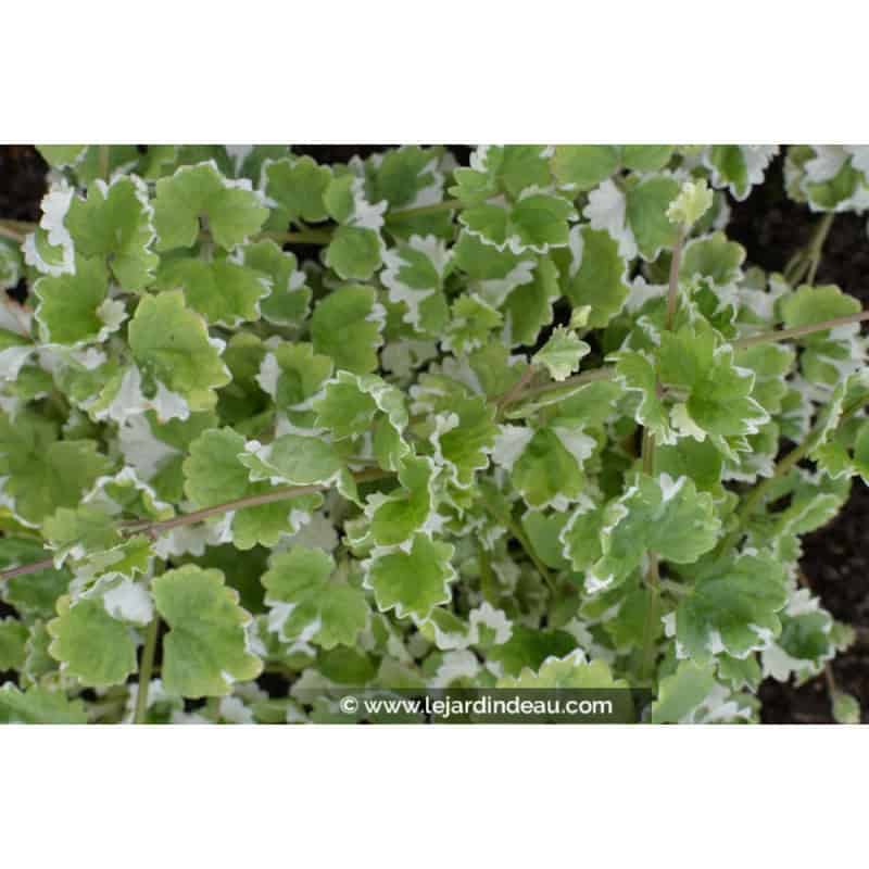GLECHOMA hederacea 'Variegata' GLECHOMA hederacea 'Variegata'