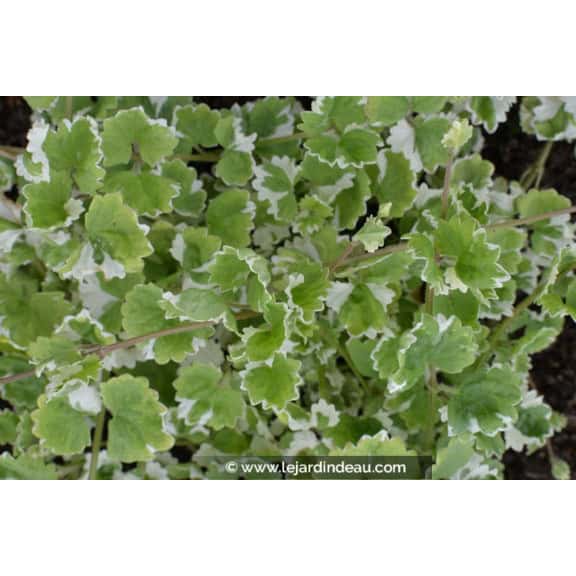 GLECHOMA hederacea 'Variegata'