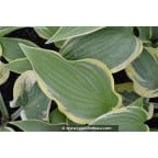 HOSTA 'Yellow River' HOSTA 'Yellow River'