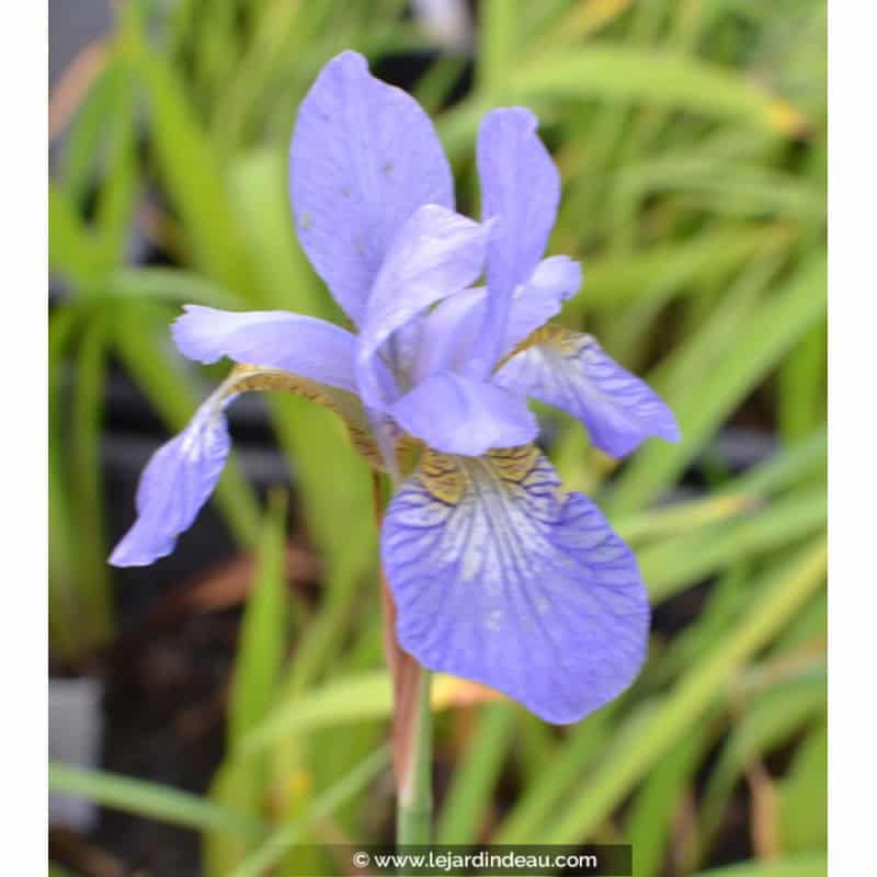 IRIS sibirica 'Perry's Blue' IRIS sibirica 'Perry's Blue'