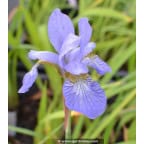 IRIS sibirica 'Perry's Blue' IRIS sibirica 'Perry's Blue'