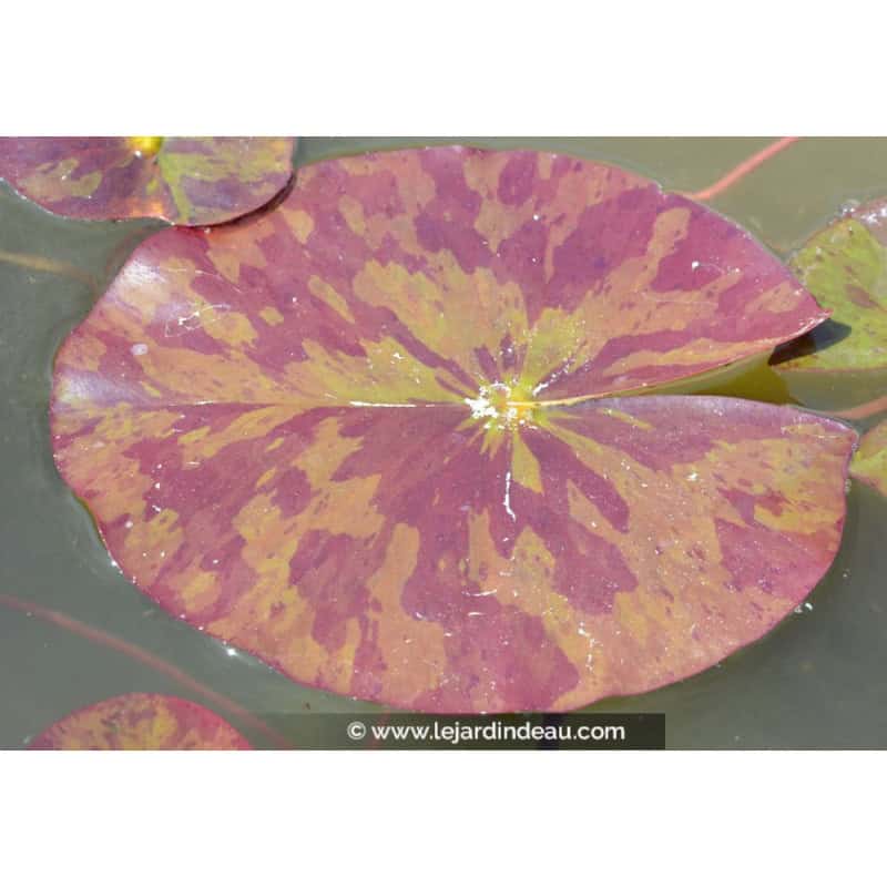 NYMPHAEA 'Marliacea Chromatella' NYMPHAEA 'Marliacea Chromatella'