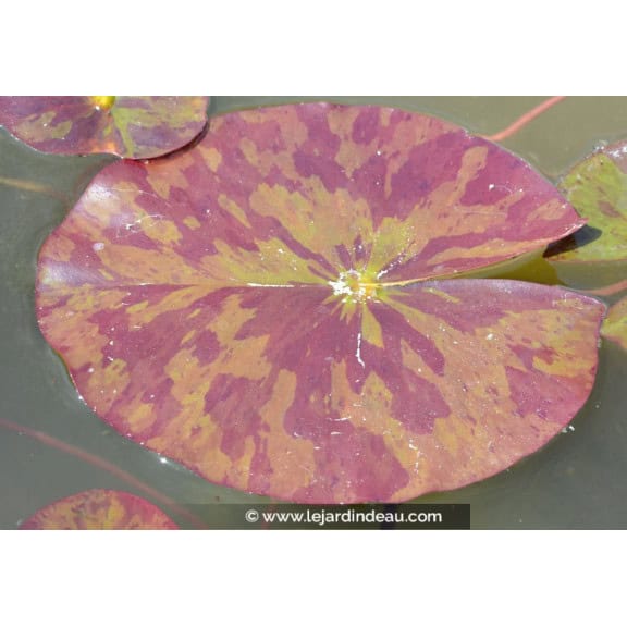 NYMPHAEA 'Marliacea Chromatella'