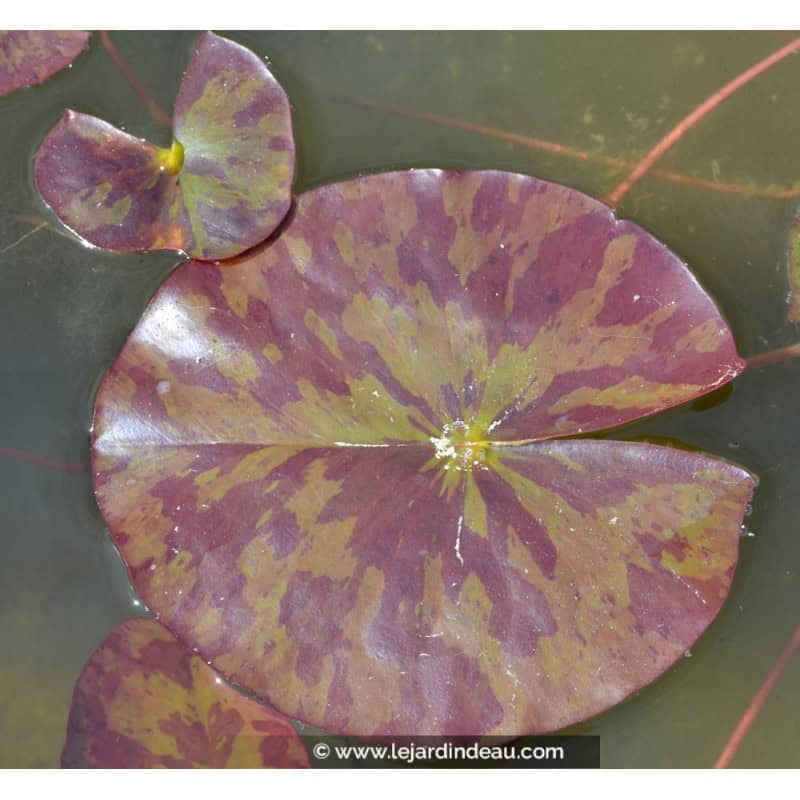 NYMPHAEA 'Marliacea Chromatella' NYMPHAEA 'Marliacea Chromatella'