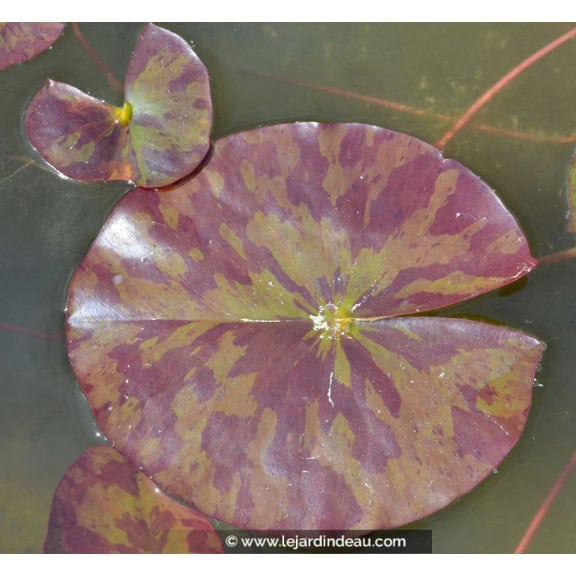 NYMPHAEA 'Marliacea Chromatella'
