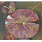 NYMPHAEA 'Marliacea Chromatella' NYMPHAEA 'Marliacea Chromatella'