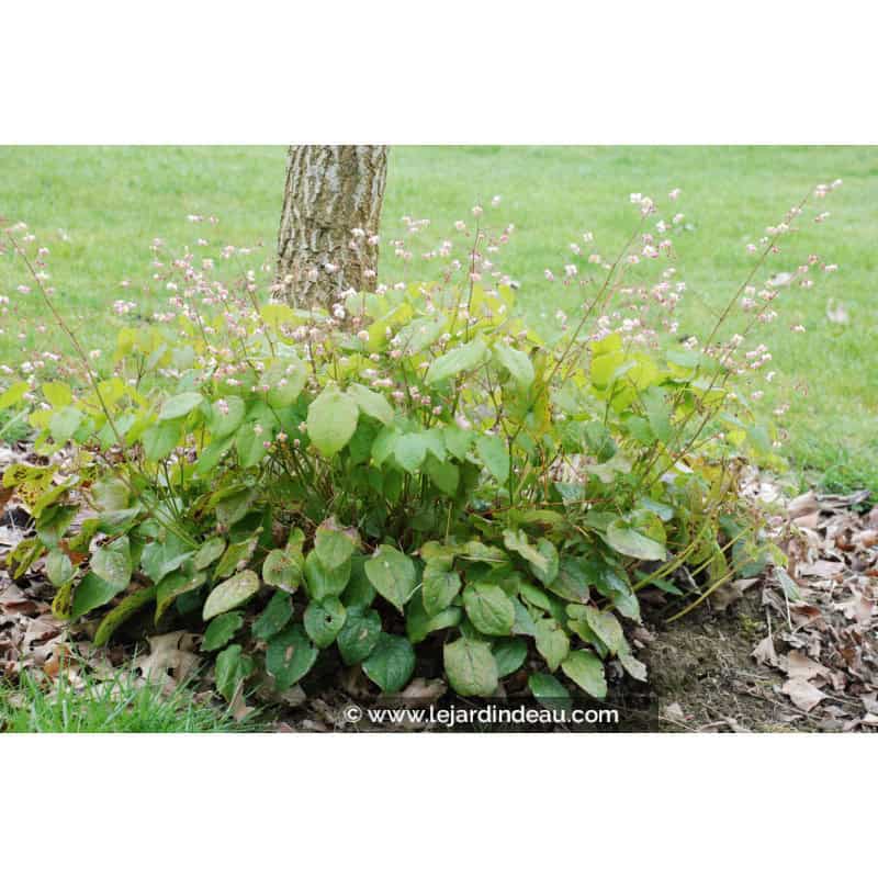 EPIMEDIUM pubigerum EPIMEDIUM pubigerum