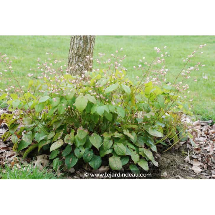 EPIMEDIUM pubigerum
