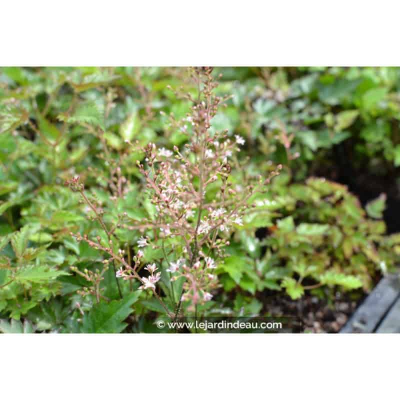 ASTILBE 'Inshriach Pink' ASTILBE 'Inshriach Pink'