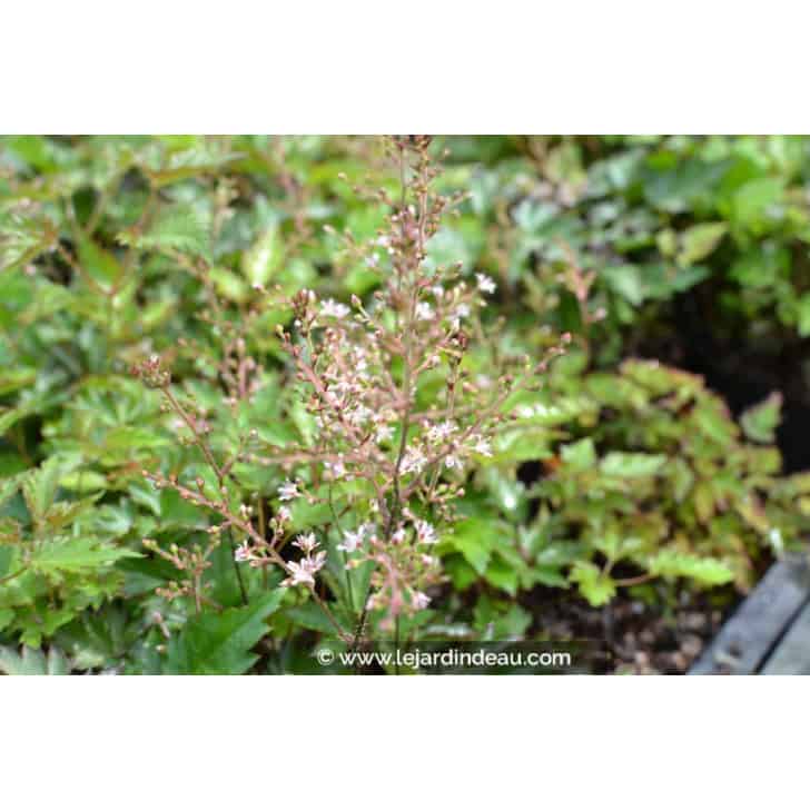 ASTILBE 'Inshriach Pink'