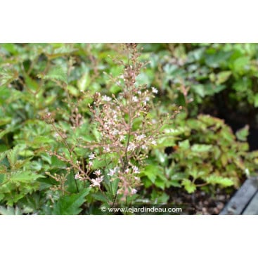 ASTILBE simplicifolia \'Inshriach Pink\' - Astilbe simpicifolia \'Inshriach Pink\'