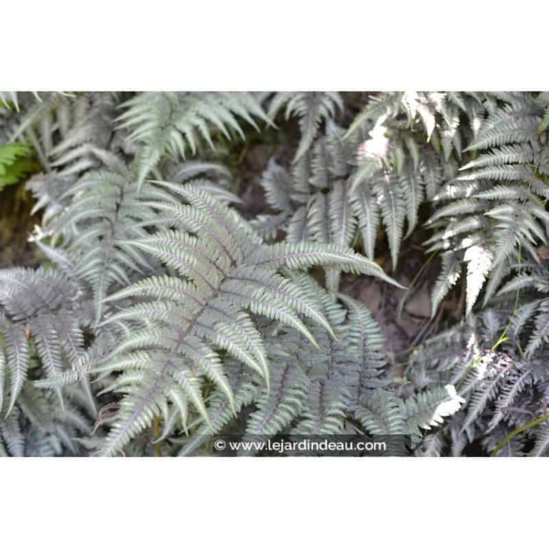 ATHYRIUM niponicum var. pictum ATHYRIUM niponicum var. pictum