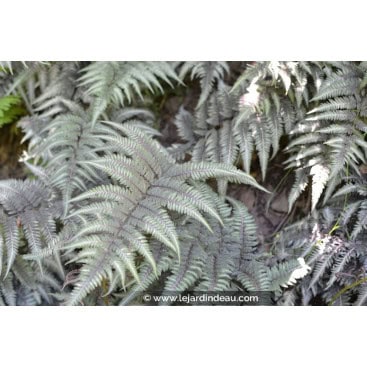 ATHYRIUM niponicum var. pictum - Foug&egrave;re
