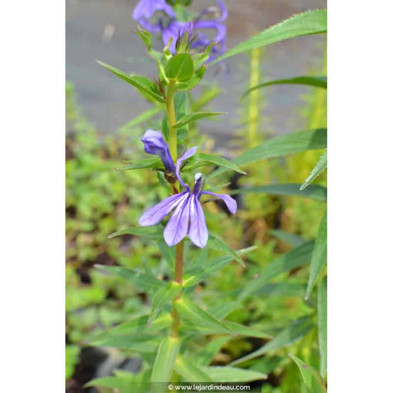 LOBELIA sessilifolia LOBELIA sessilifolia